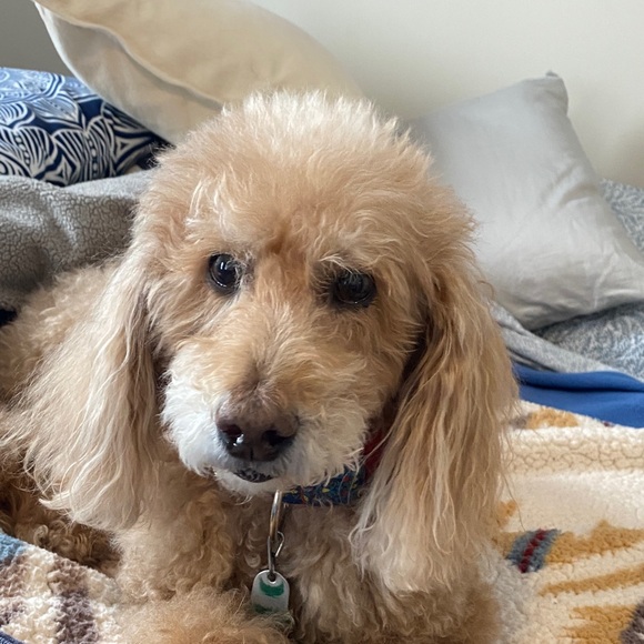 GAP Women's Blue Striped Straight Leg Pants - Picture 9 of 10